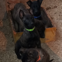 Cuccioli Pastore Olandese