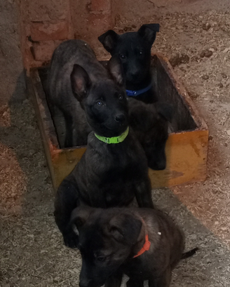 Cuccioli Pastore Olandese