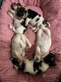Cuccioli Jack Russel Terrier