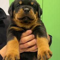 Rottweiler