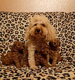 Cuccioli di Barboncino Toy di 2 mesi ad Aosta