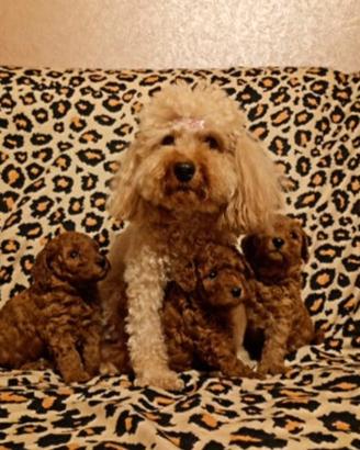 Cuccioli di Barboncino Toy di 2 mesi ad Aosta