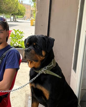 Rottweiler