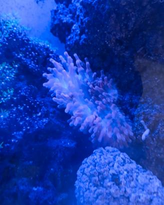 anemone quadricolor 