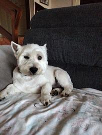 Westie