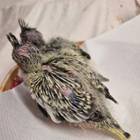 Calopsite allevate a mano