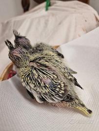 Calopsite allevate a mano