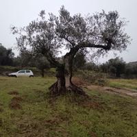 ulivo secolare