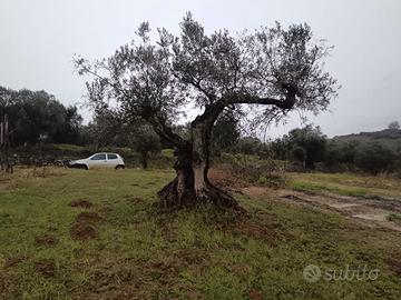 ulivo secolare