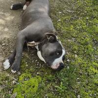 Cagnolino amstaff