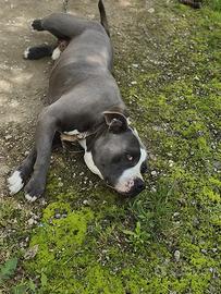 Cagnolino amstaff