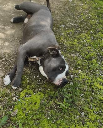 Cagnolino amstaff