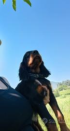 Cucciolo Setter Gordon