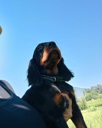 Cucciolo Setter Gordon