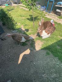 Coppia di tacchini giovani