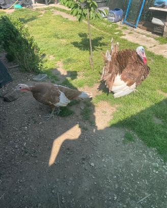 Coppia di tacchini giovani