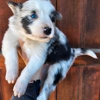 Cucciola border collie pedigree