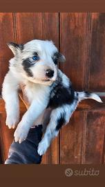 Cucciola border collie pedigree