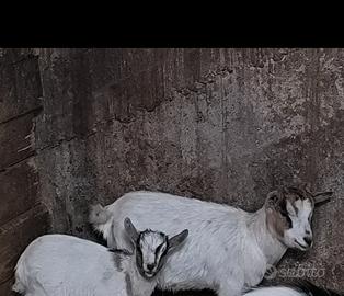 Caprette nane tibetane