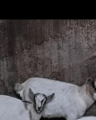 Caprette nane tibetane