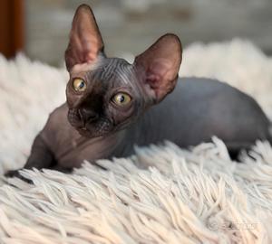 Cuccioli pura razza Canadian Sphynx