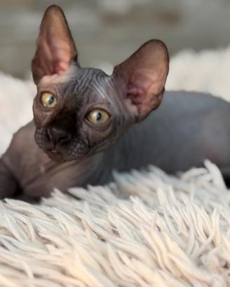 Cuccioli pura razza Canadian Sphynx