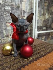 Gatti Sphynx