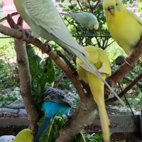 Pappagallini ondulati(giovani e pulli da allevare)