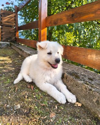 Cuccioli di Pastore Svizzero