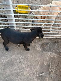 Si prenotano cuccioli Labrador