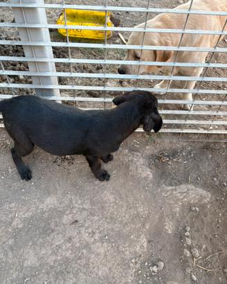 Si prenotano cuccioli Labrador