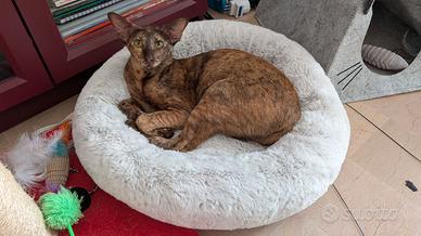 Femmina Orientale con pedigree per monta