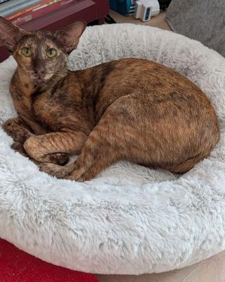 Femmina Orientale con pedigree per monta