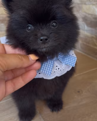 Spitz