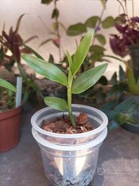 Orchidea dendrobium aphyllum (pierardii)