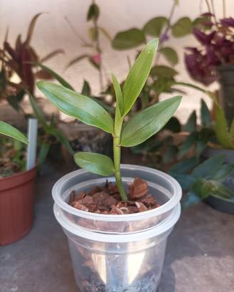 Orchidea dendrobium aphyllum (pierardii)
