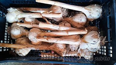 AGLIONE: mai provato niente di così…