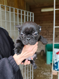 Bulldog francese