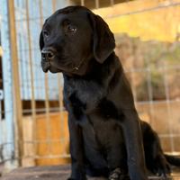 Labrador retriever pedigree enci