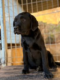 Labrador retriever pedigree enci