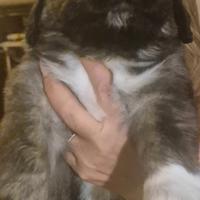 Cuccioli pastore di caucaso