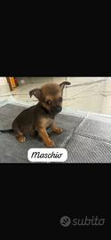 Chiwawa