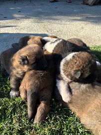 Cuccioli Akita Americano