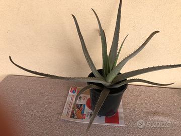 Pianta aloe vera