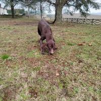 Bracco tedesco da tartufi