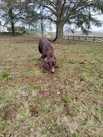 Bracco tedesco da tartufi