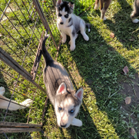 Cuccioli Siberian husky