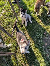 Cuccioli Siberian husky