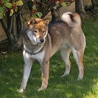 Shiba inu sesamo maschio per monta con pedigree