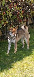 Shiba inu sesamo maschio per monta con pedigree